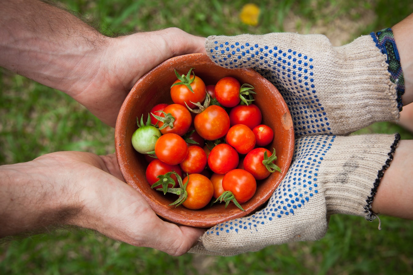 A Bowl of Tomatoes Held Together by Two People